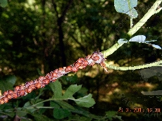 Parthenolecanium corni колония